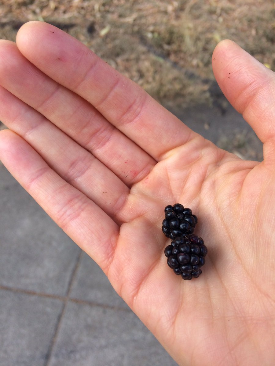 JKinniff's tweet photo. Daily wild berry snack on the walk to the convention center. #urbanforaging #saa17 https://t.co/ZSQArCJJeI