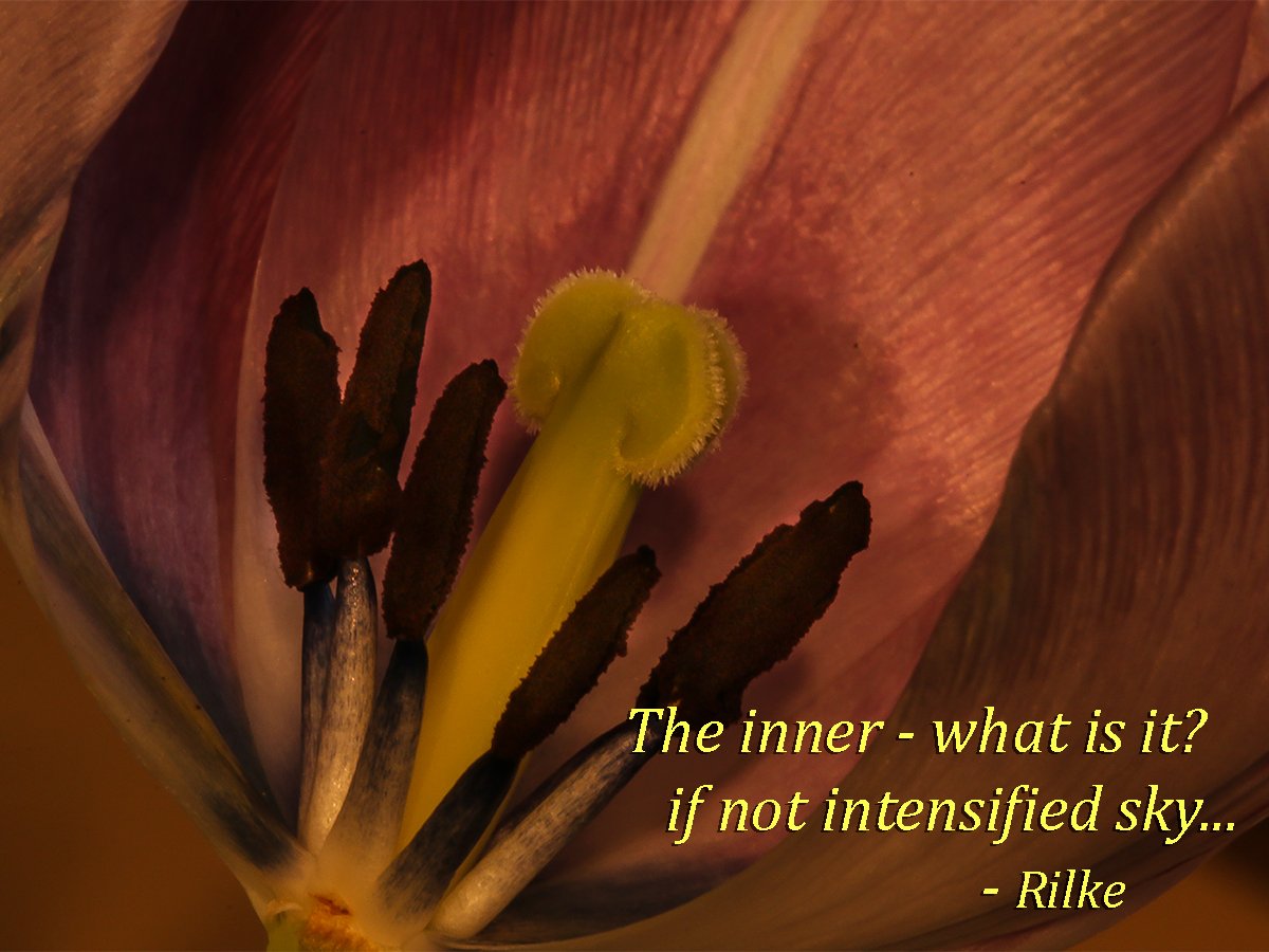 RKSalmon's tweet photo. Tulip: The inner - what is it? if not intensified sky... - Rilke https://t.co/GPI302Ca21