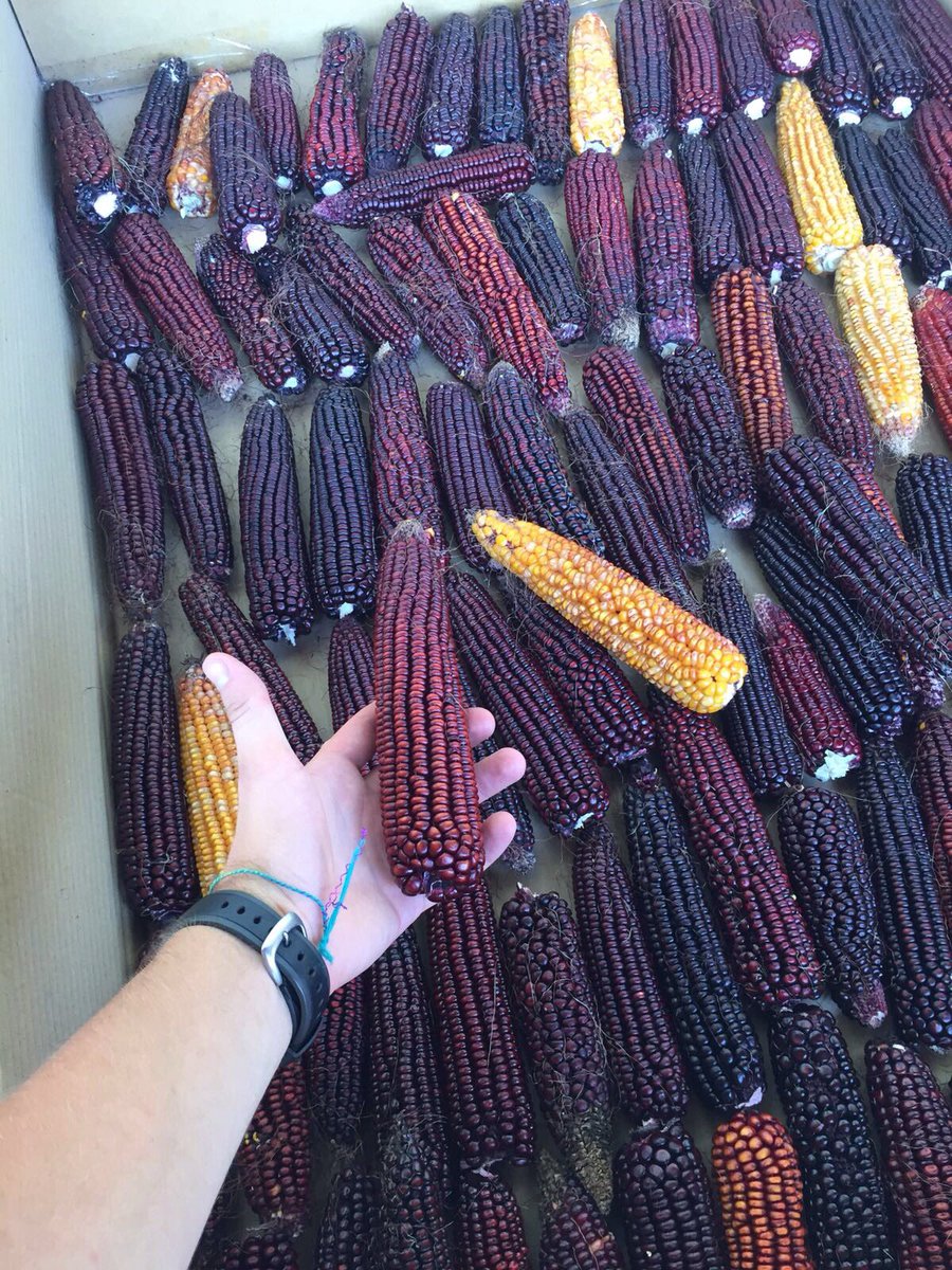 If yellow &amp; white corn has bored you...try this one grown by <a href="/samusoldo/">Samuele Soldo</a> farmer in Lombardy