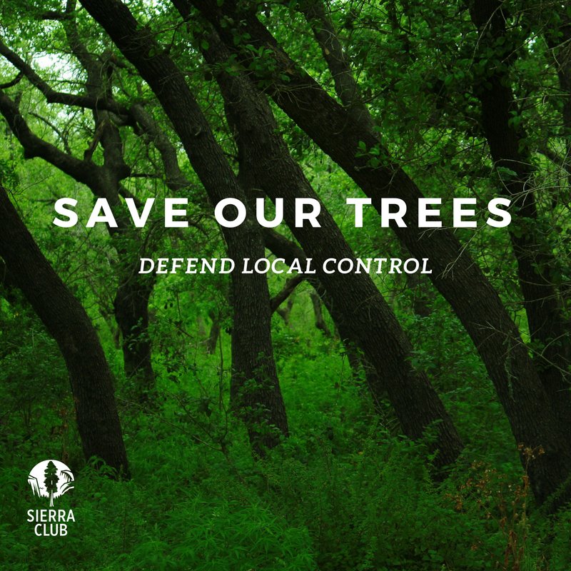 TexasSierraClub's tweet photo. Protect our trees, protect local control! 🌳✊🏾 Tell your reps to vote NO on #HB70 & #SB14: https://t.co/5S4KgQ3VjX #txlege #treeordinance https://t.co/spkHHk5mif