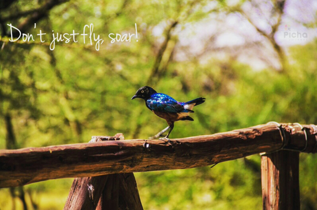 pichajournal's tweet photo. Don't just fly, soar! 😄 
#isiolo #tembeakenya #vscokenya #igkenya #photooftheday https://t.co/0EN3GzhxYo
