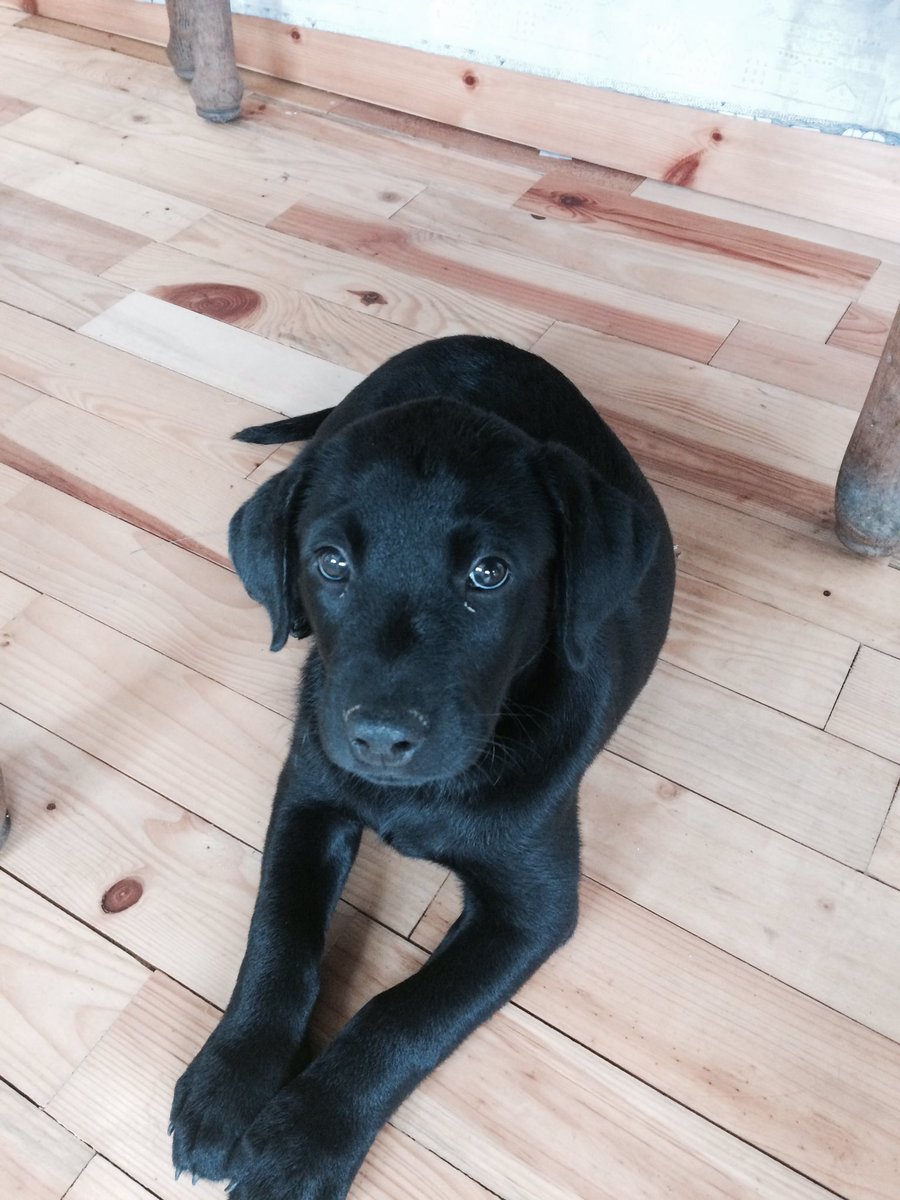 ChannelVFarm's tweet image. Meet our new farm dog, Hamish! An 8 week old working lab! #Puppy #FridayFunDay #Inlove