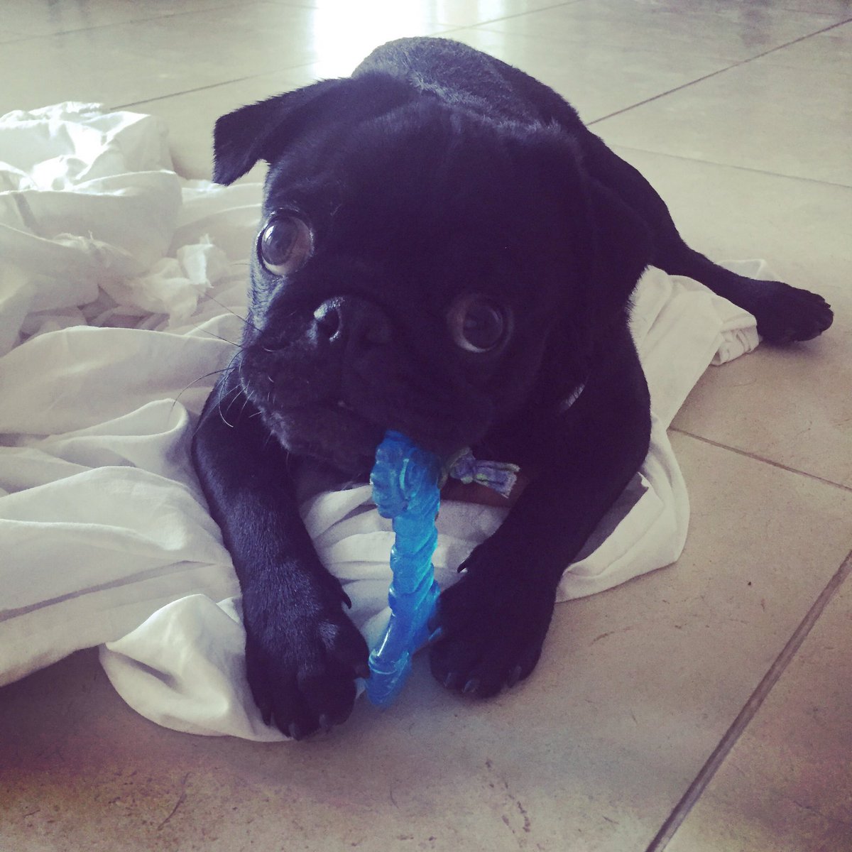 shanets's tweet photo. Cuteness overload #amandarescue adoptdontshop #meetcoal https://t.co/MblYi9HQg0