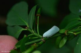 MoCoOAG's tweet photo. Learn more about planthoppers from #UMExtension! https://t.co/rqLrsgnsOh #garden #bugs #insects https://t.co/E1i0P3umir