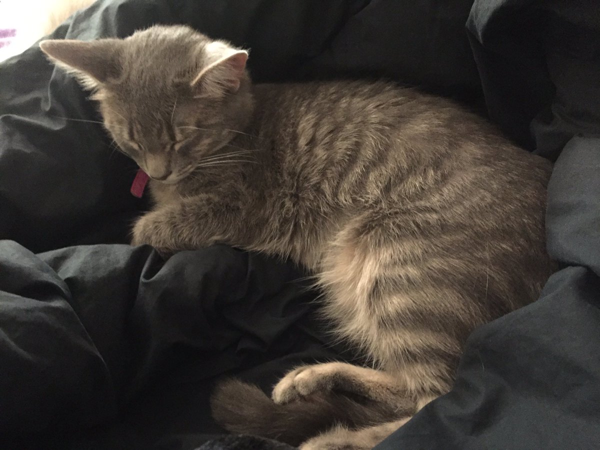 ChloeAndSammy1's tweet photo. Soft kitty warm kitty little ball of fur, happy kitty sleepy kitty pur pur pur 💤🐾 #Caturday #meowday #purrsday #friyay #CatsofTwitter #cats https://t.co/ndK7eld8OC