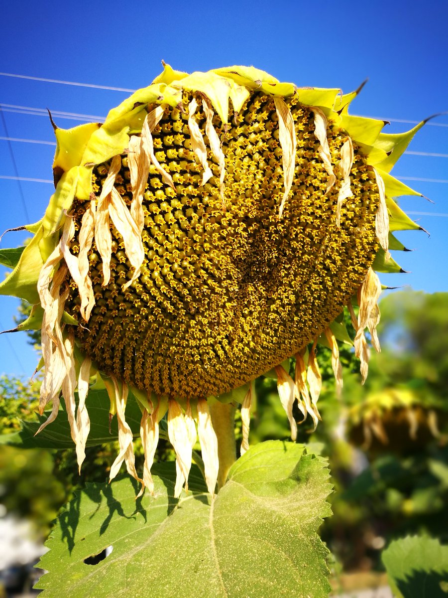 Bereketin adı başakta