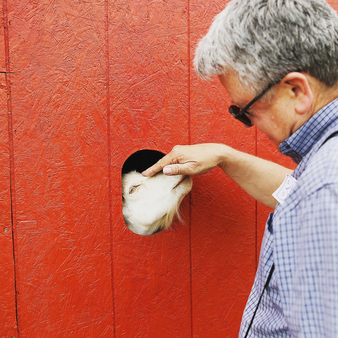Meeting a member of the Hole-in-the-Wall gang at the #kraayfamilyfarm #Canada150