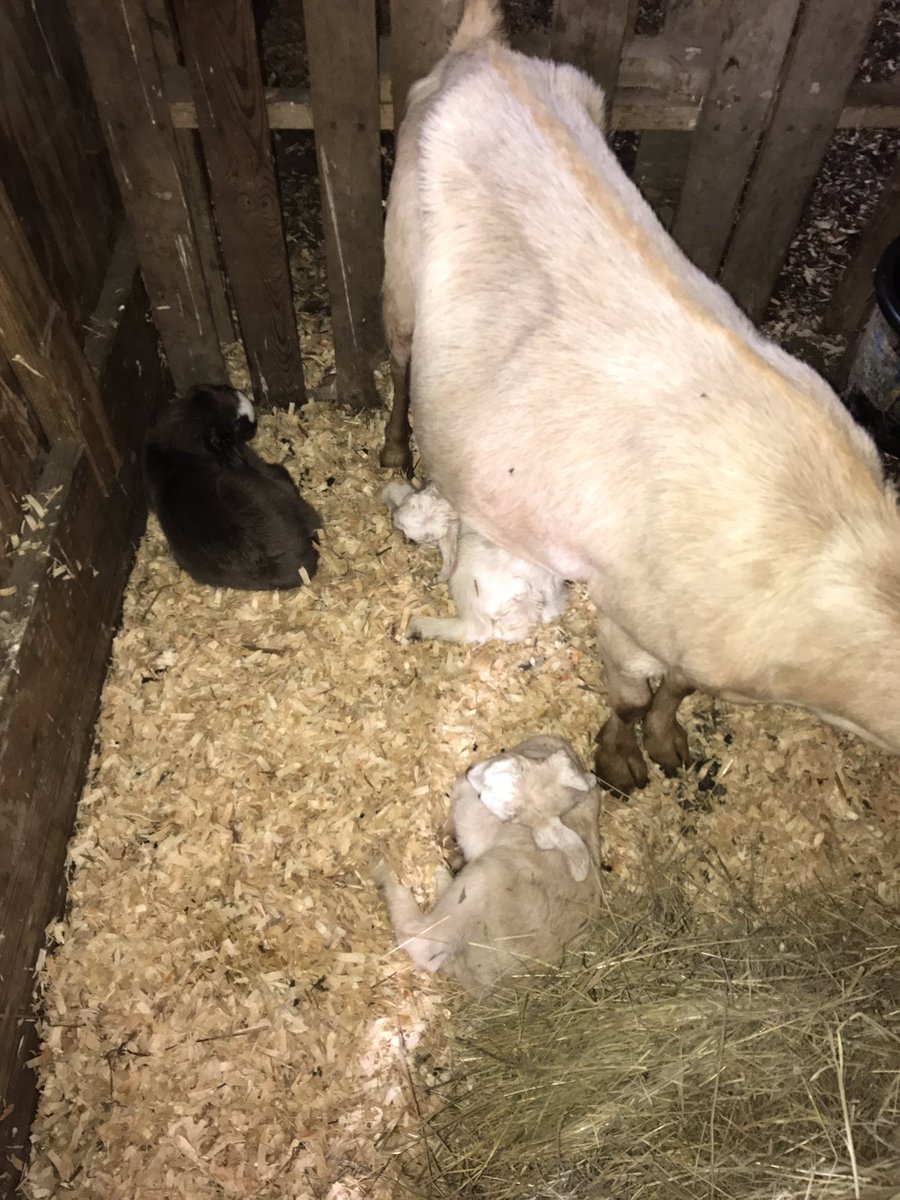 Welcome new babies! #HudsonValley #farm365