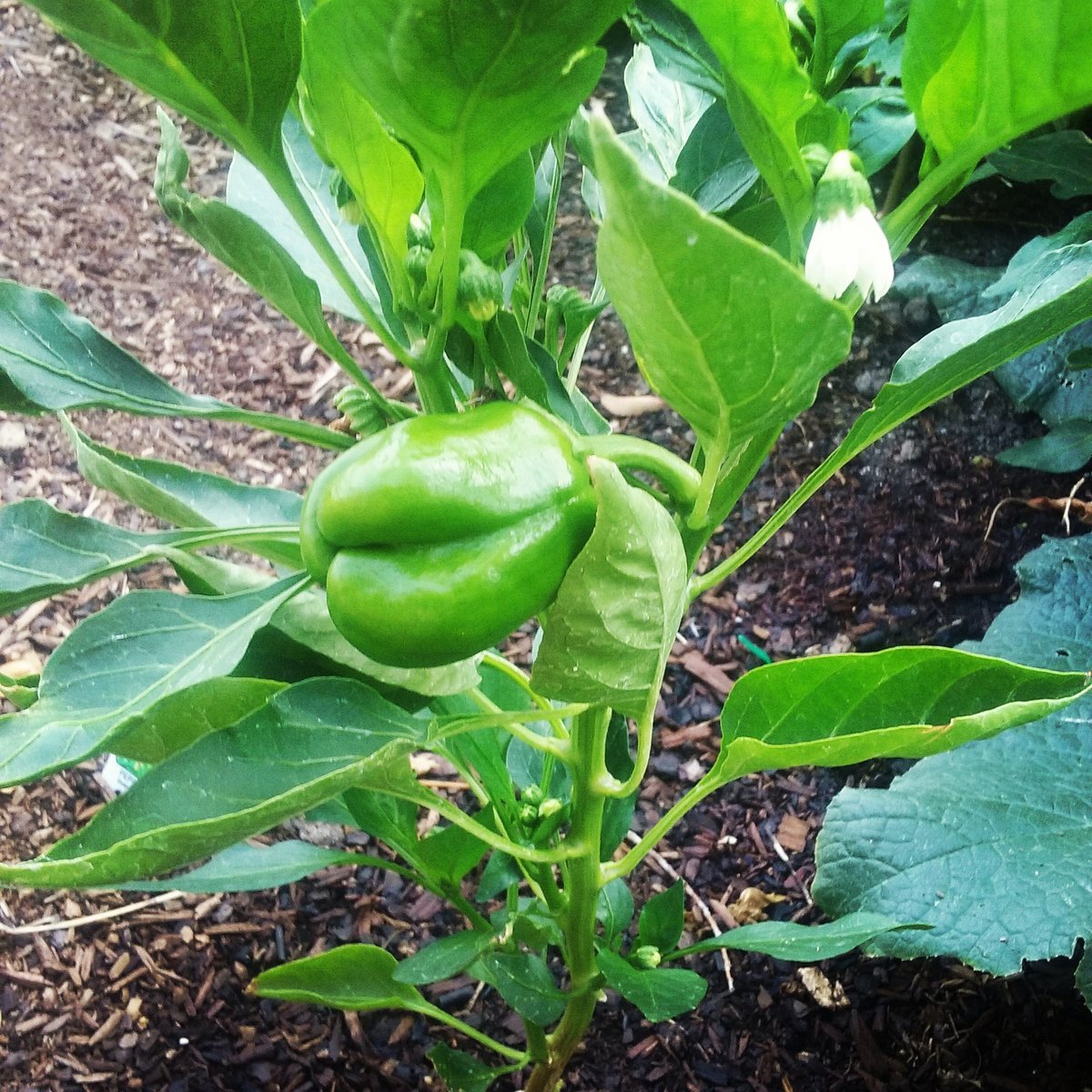 makingitupinSLC's tweet photo. The first pepper!  #homestead #gardening #gardener #garden #peppers #vegetables #organic #wholesome #food #farmlife #independentwoman https://t.co/Wym8iBzWoj
