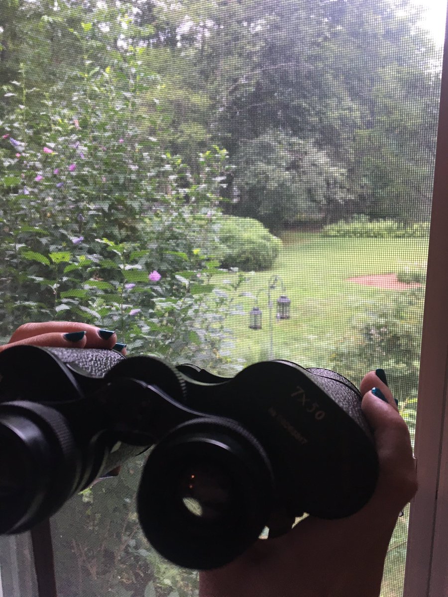 tonizmrusso's tweet photo. Fun fact: I love bird watching!! My new fave hobby #birdqueen #timekeeper you may be able to spot a bird if you zoom! Srry for the screen! https://t.co/QGXCwnSD6I