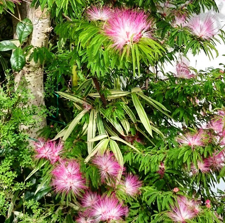 June70731903's tweet photo. #ネムノキ
#ネムノキの花
#季節の花
#風に揺れてふわふわ
#帰り道
💠💠💠💠🌿🌿🌿🌿😊😊 https://t.co/knMlhtGNNL