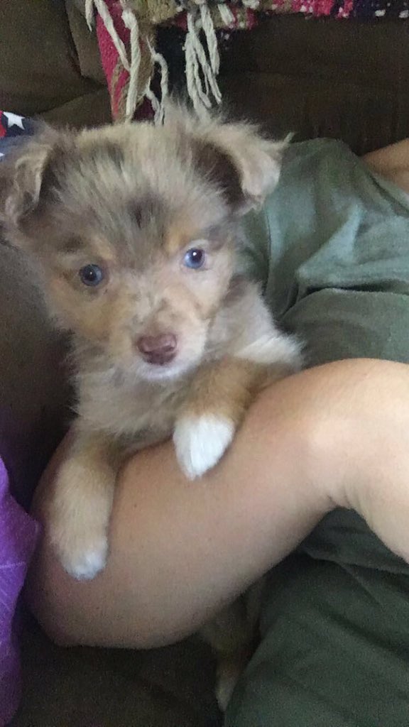 HolthausAmy's tweet photo. @LaneStaneD_Maxx This is one of mine at 8 weeks😳 https://t.co/DIIWCUoYSK