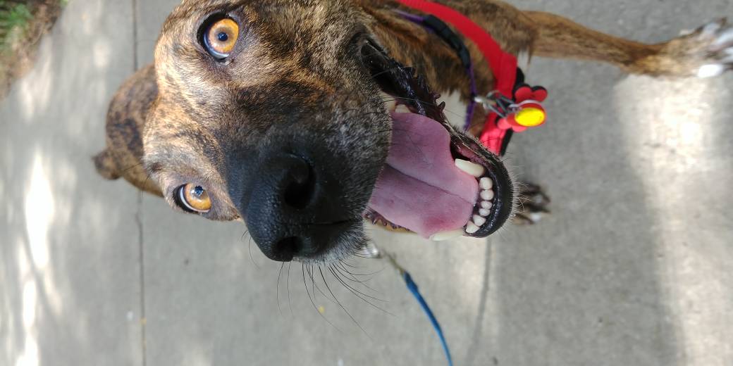 cruisincanines's tweet image. This is Willow&apos;s #excitedfortheweekend face! #friyay! #dogsmile #🐕😃