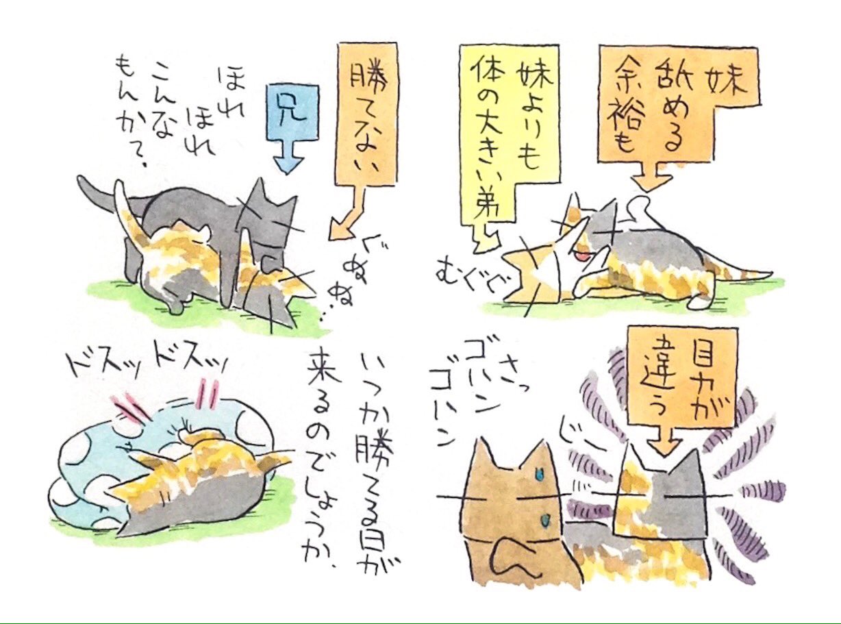 Tomoaki Kubo 取っ組み合い遊びが好きな妹猫 他の子には連戦連勝の彼女も 唯一兄猫 には敵わない 子猫の頃から鍛えられてきた 言わば師匠 兄猫の壁はまだまだ厚い T Co S2nxxf9fgm Twitter