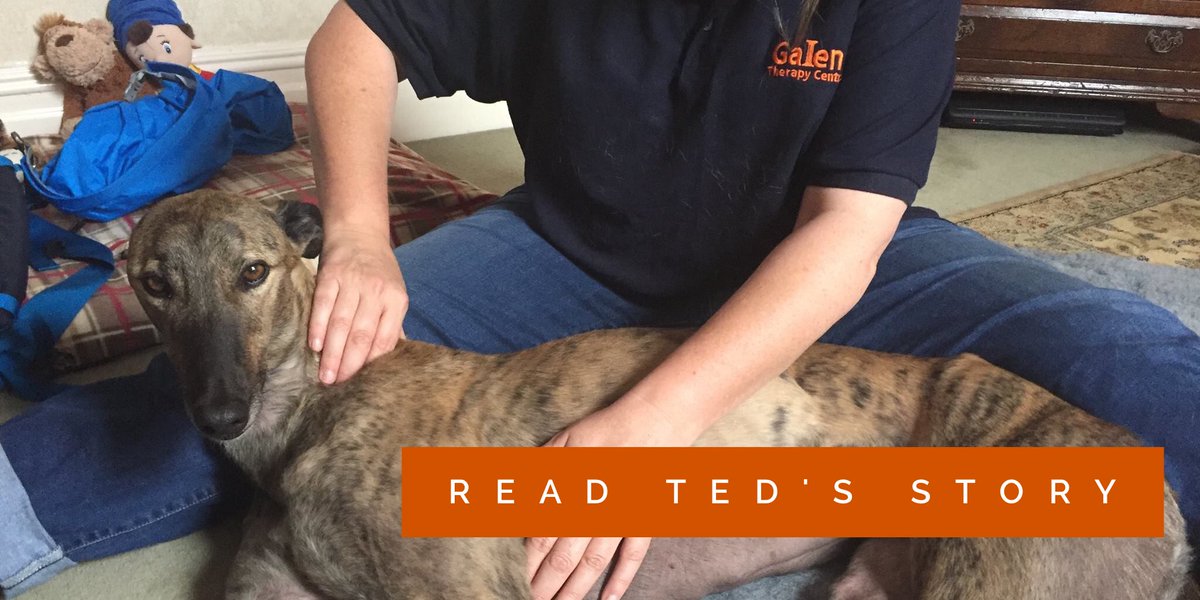 MoorlandCanines's tweet photo. Lovely Ted is thankfully no longer racing thanks to @ErinHounds. Read how #GalenMyotherapy is helping him #Galendogs https://t.co/4h1WYdM5ju https://t.co/y7DWBIGr8e