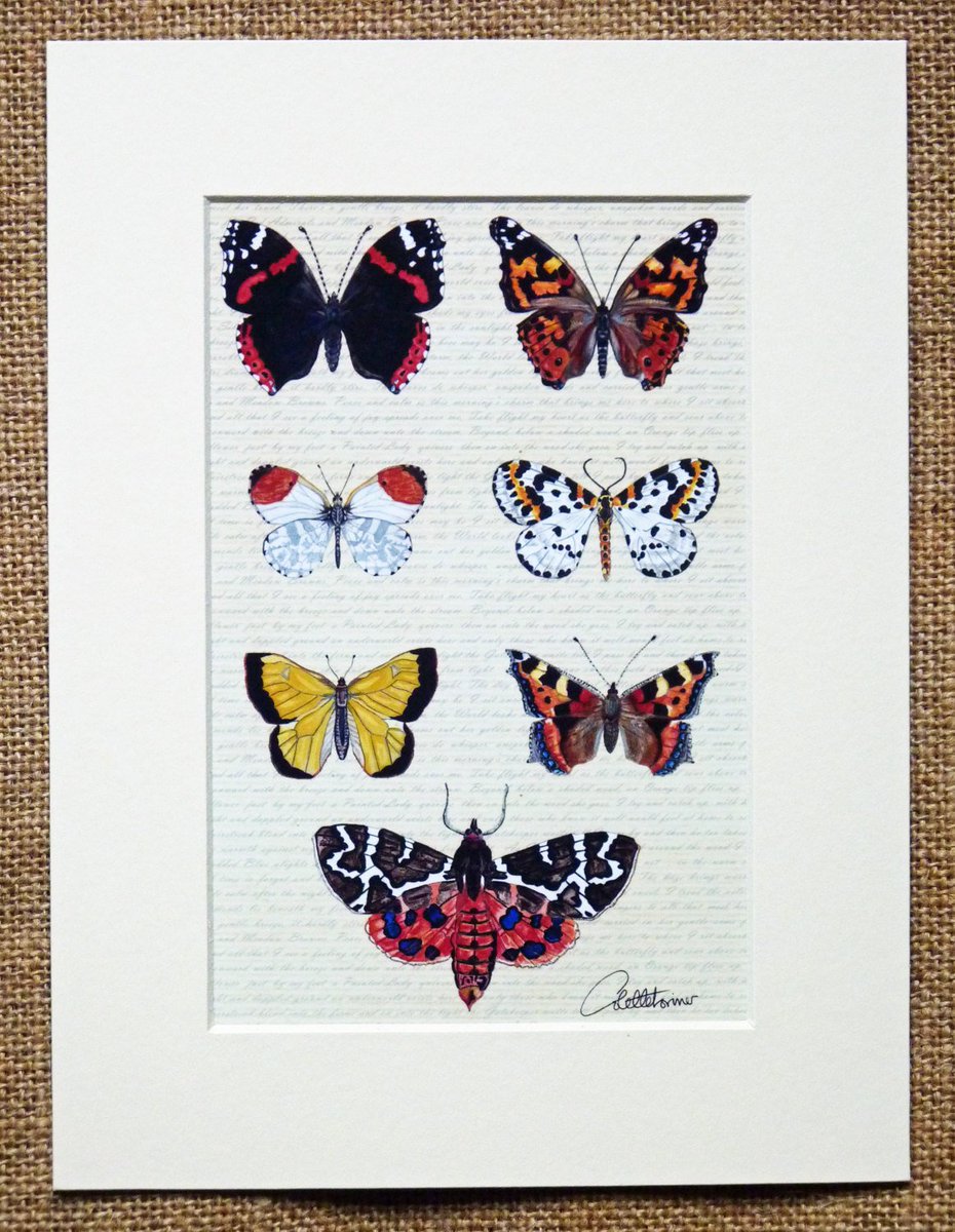 canvasbutterfly's tweet photo. Butterfly Picture,Butterfly Painting, Butterfly Artwork- Unframed, … https://t.co/cF3VsiloFm #Etsy #ButterflyWallArt https://t.co/jc88wHO5du