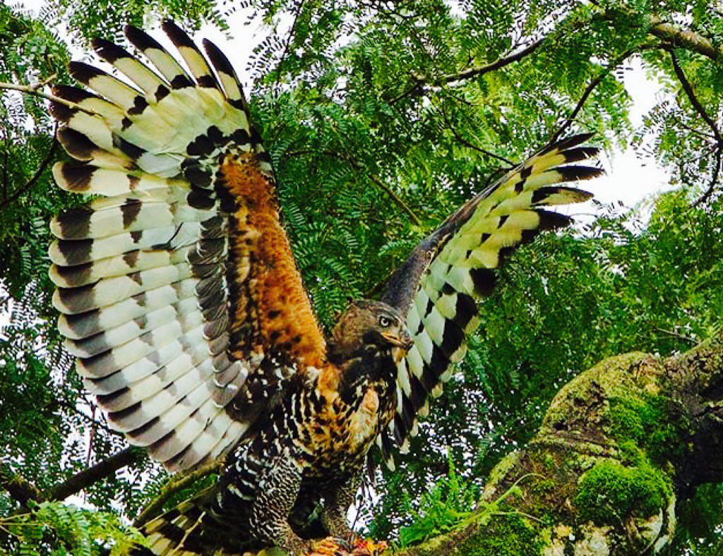 sweetrhythms's tweet photo. #BEST #PHOTO OF THE DAY
Pic by #TimLaman
Pic via @NatGeo https://t.co/qiBTOY83Te