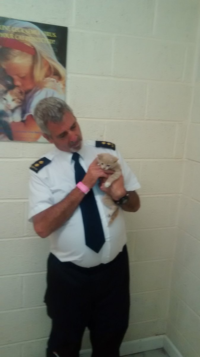 RSPCAcymru's tweet photo. #ICYMI: Instant new home found for kitten rescued from hedge at #RoyalWelshShow car park: https://t.co/Jxq9iUFjcN 
#AnimalWelfare #RWAS17 https://t.co/VYCZHm13td