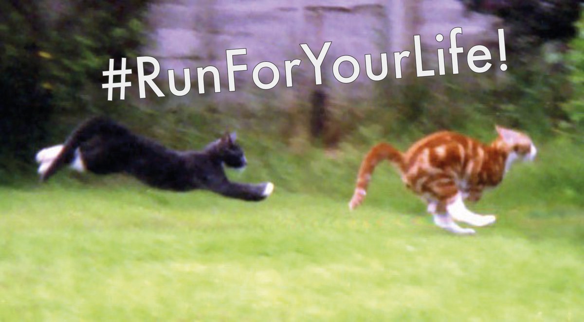 RFYLTheSeries's tweet photo. Even cats run for their life... #modernlove #runforyoulife #cats #survivalmode #unviversal https://t.co/MccQDGWgKi