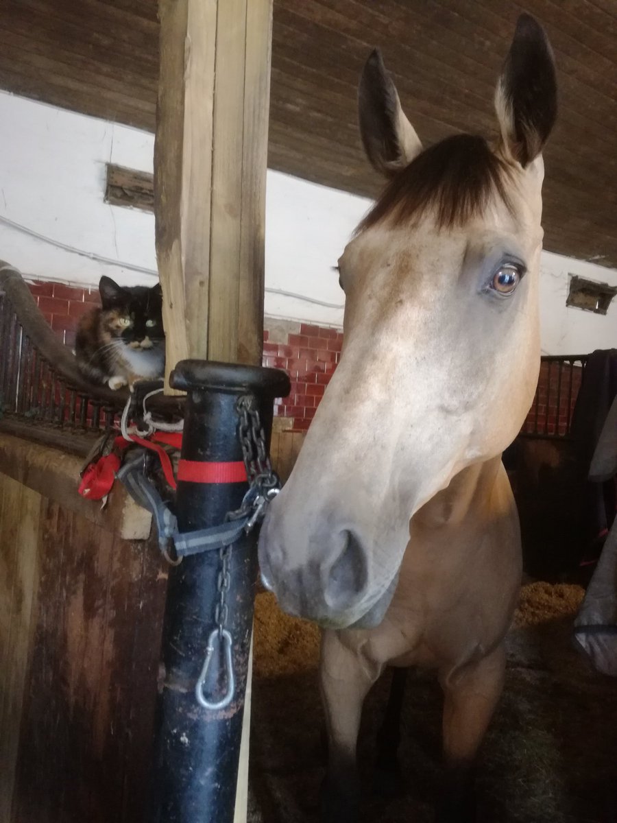Altommar's tweet photo. Fed up of our evening rides in the rain, so we all opted for a Friday night in instead ;) #showjumpinghour #tackroomfriday #NoMoreWetSaddles https://t.co/2NWPhKRPwY