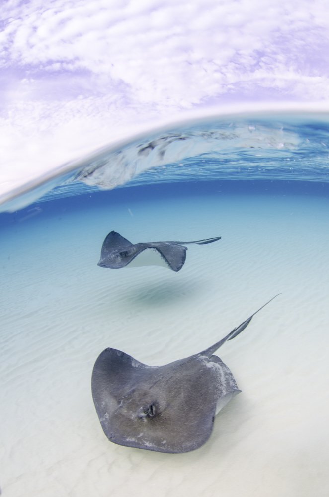 Another amazing Ray-Day! Love Summer days at Sandbar. #caymanislands #underwaterphotography #stingrays