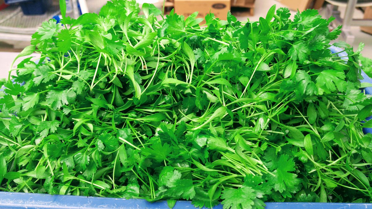 YRFoodNetwork's tweet photo. Check out Greenbelt Microgreens for certified organic microgreens grown right here in York Region! https://t.co/pSSL4lV8t0 #LocalYork https://t.co/XLA52PLs6l