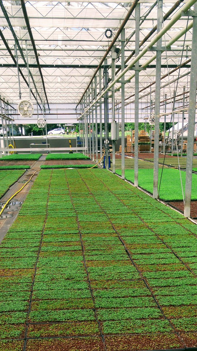 YRFoodNetwork's tweet photo. Check out Greenbelt Microgreens for certified organic microgreens grown right here in York Region! https://t.co/pSSL4lV8t0 #LocalYork https://t.co/XLA52PLs6l