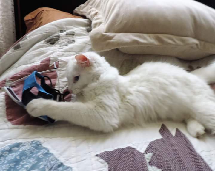 BooTheDeafKitty's tweet photo. Hats...glasses...shoes...mama is not allowed to near that mailbox... Where can I hide all of this stuff? https://t.co/5qifK32Z0y
