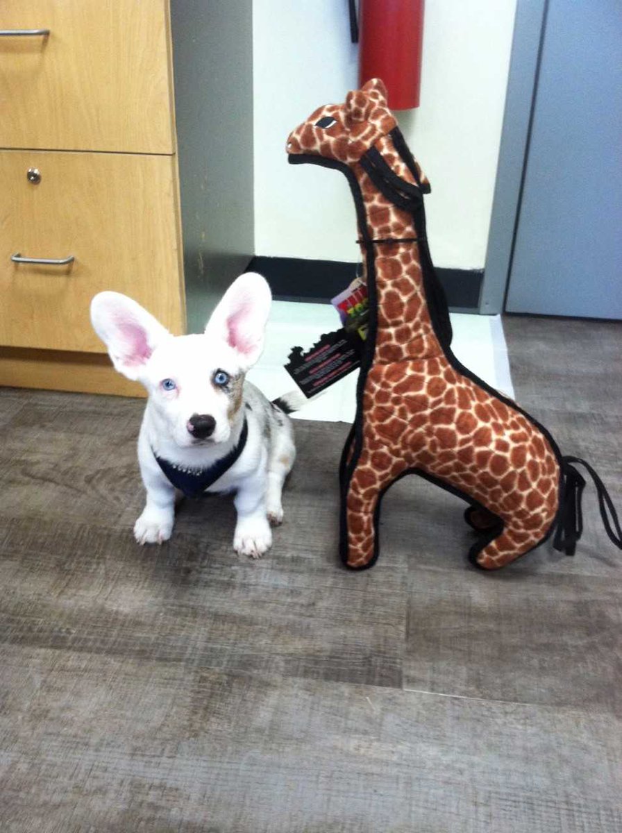 BentleysBoulder's tweet photo. We have Tuffy Zoo Animal Toys that are bigger than puppies! #puppy #giraffe #dogtoys #NordytheCorgi https://t.co/d4uRydHfPU