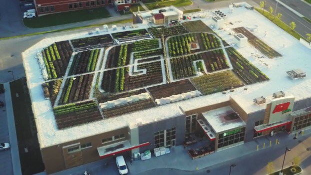 Marketing_Mag's tweet photo. Check this rooftop garden at a Montreal IGA. Its produce will help build the grocer's Frais du toit brand https://t.co/NTr2ofmDrT https://t.co/FybdQyciMv