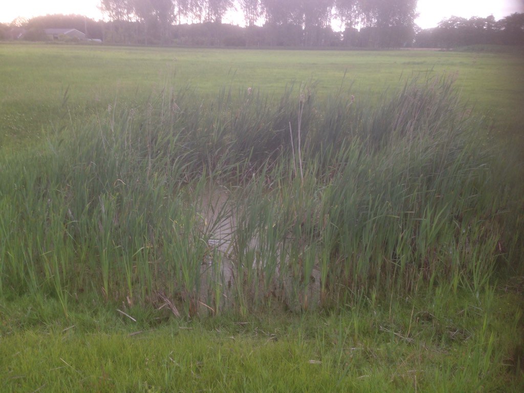slaoperij's tweet photo. Even over de #landerijen gewandeld #poel #rolklaver #rode en #witte #klaver https://t.co/MDTg7w02PO