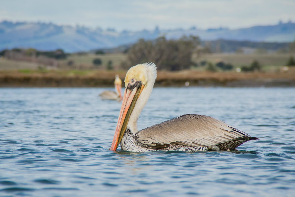 johnephoto's tweet photo. Pelican at Moss Landing, California #mkephotographer #photography #johnephoto #pelican #california #mosslanding #montereybay #travelgram https://t.co/qwcn9wMP1v