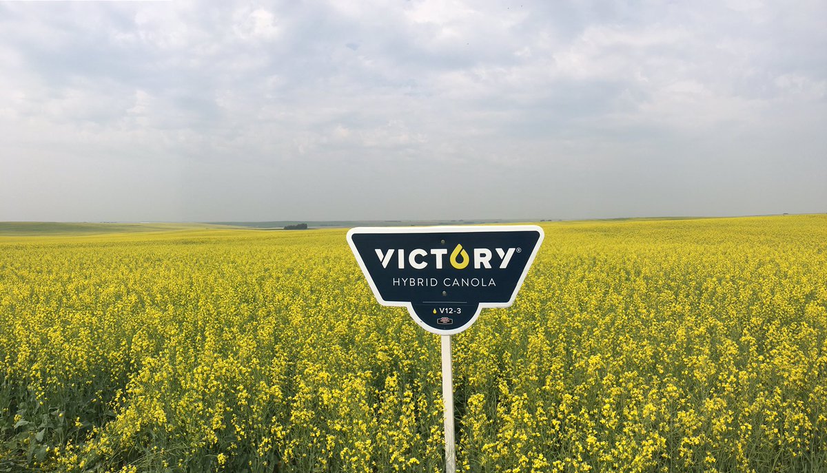 ChappedRC's tweet photo. Cargill Specialty Canola 2017! @jenessakar @jjonk8 #CargillSpecialtyCanola #Victorycanola #Invigorhealth #ProvostAB https://t.co/IHXkQN4sJ5