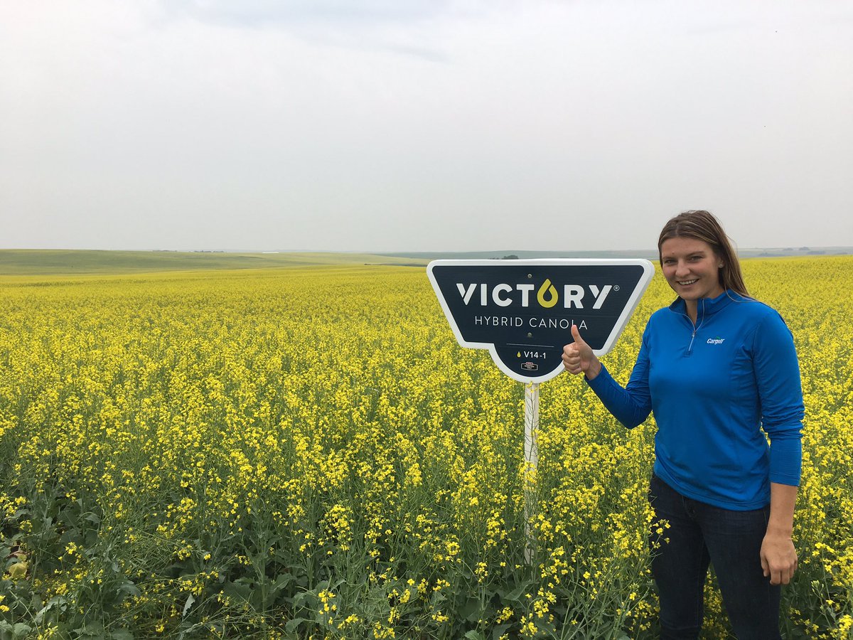 ChappedRC's tweet photo. Cargill Specialty Canola 2017! @jenessakar @jjonk8 #CargillSpecialtyCanola #Victorycanola #Invigorhealth #ProvostAB https://t.co/IHXkQN4sJ5