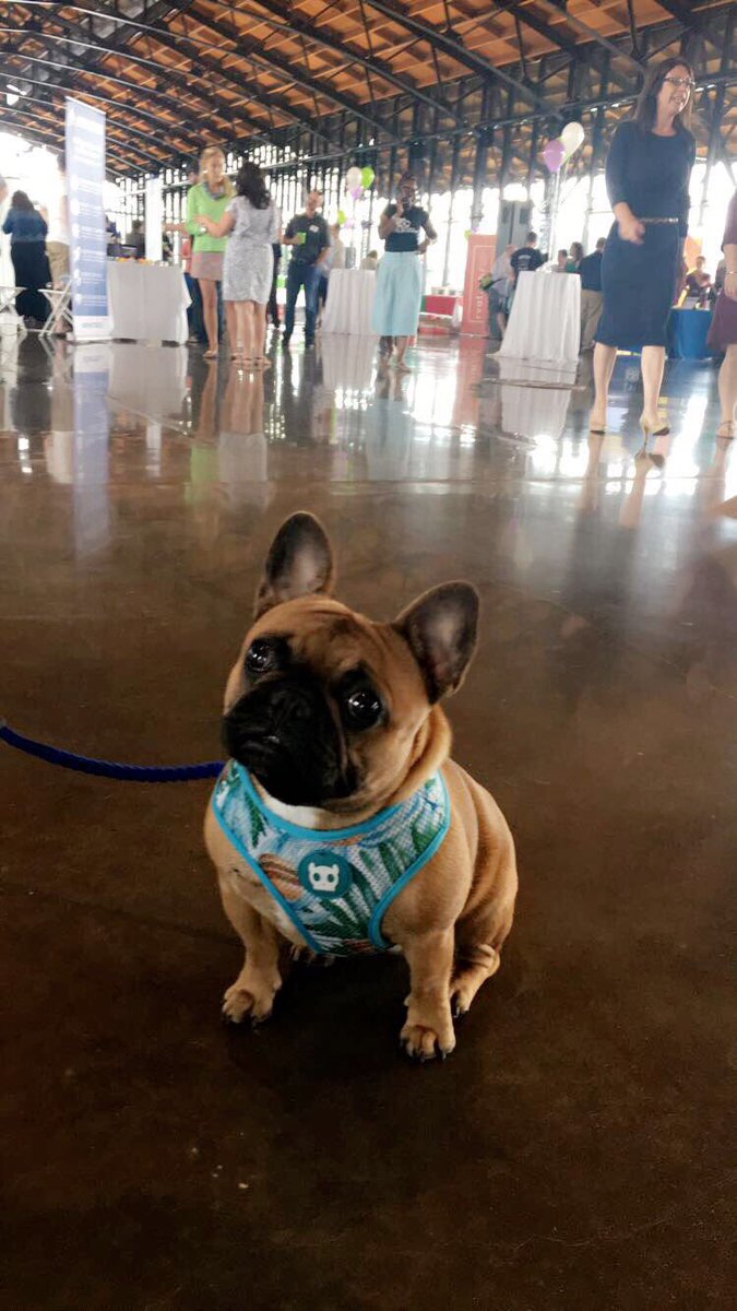 rvatechcouncil's tweet photo. Who let the dogs out at Tech Jam!? #dogsarereadytojam #rvatechjam #rvatech #techismyjam #dogsaremyjam #TechWeekinRVA https://t.co/1y5y4LYhfa