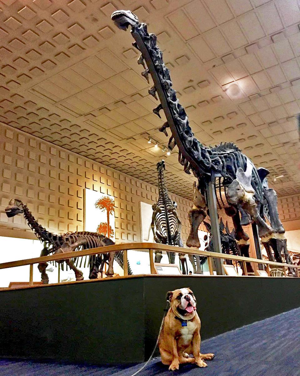 Big bones for a little bulldog! <a href="/HandsomeDan18/">handsomedan</a> paid a visit to <a href="/YalePeabody/">Yale Peabody Museum</a> Museum's Great Hall of Dinosaurs. #boolaboola #fossilfriday