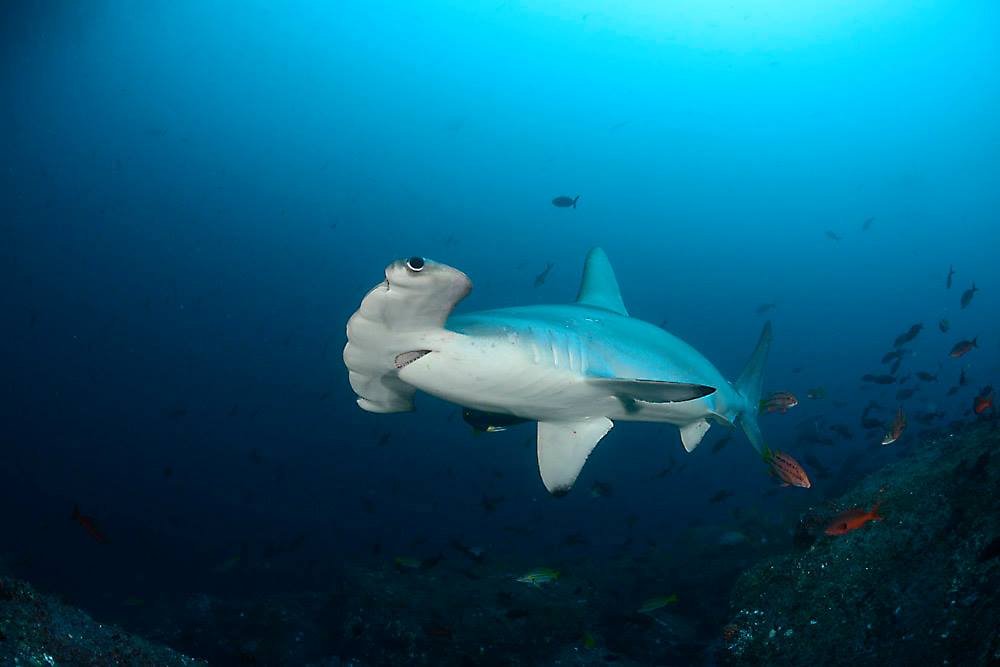 cocosislanddiving tweet media