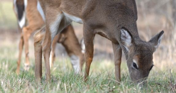 deerassociation's tweet photo. Deer Can See You Even When They’re Eating | QDMA https://t.co/c4ZiBONn1d https://t.co/UO8kJ0X38V