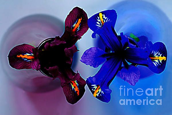 photographervin's tweet photo. #retweetsplease #flowers #print A Couple Of #Irisis In The  Vases. by #AlexanderVinogradov https://t.co/We78DuqAQm https://t.co/uM3uTnTAMg