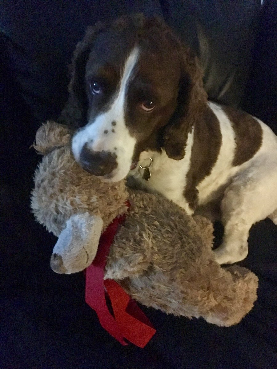 999WAGS's tweet photo. Retired PD Barney likes nothing more than cuddling up with his favourite teddy bear on the sofa, he is enjoying his retirement 🐾🐾 https://t.co/MRWprQZ4ER