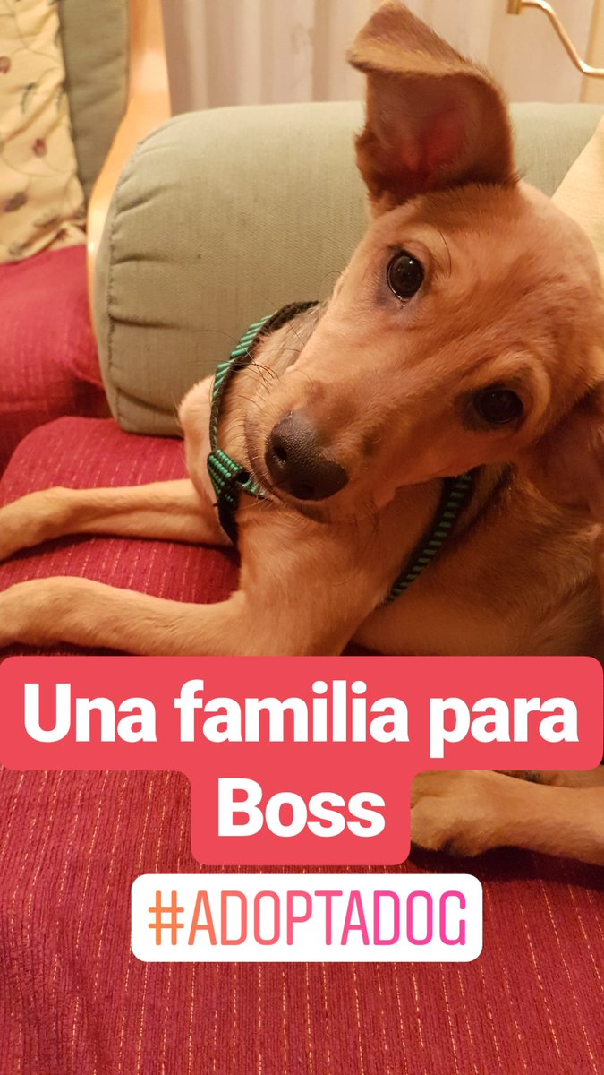 Crisalgora's tweet photo. #adoptadog https://t.co/akvGDjykzW