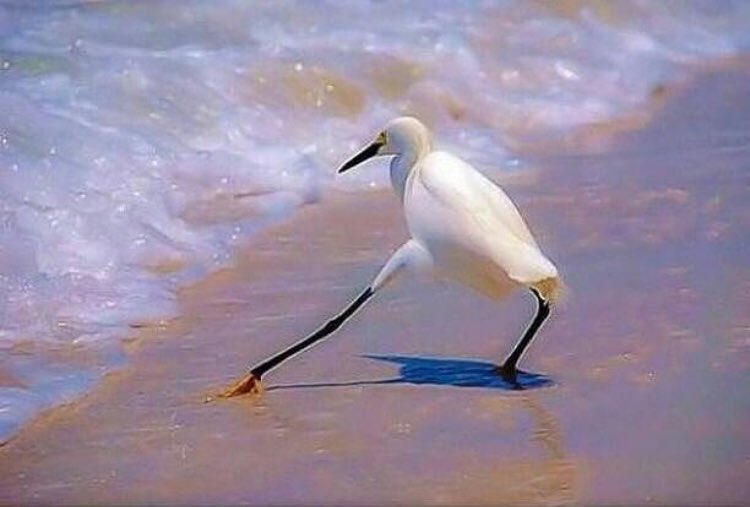 JulietMDelgado's tweet photo. I'm so happy to know Bob Fosse has been reincarnated as this bird. #bobfossey #dancebird https://t.co/3VUXbvcnCM