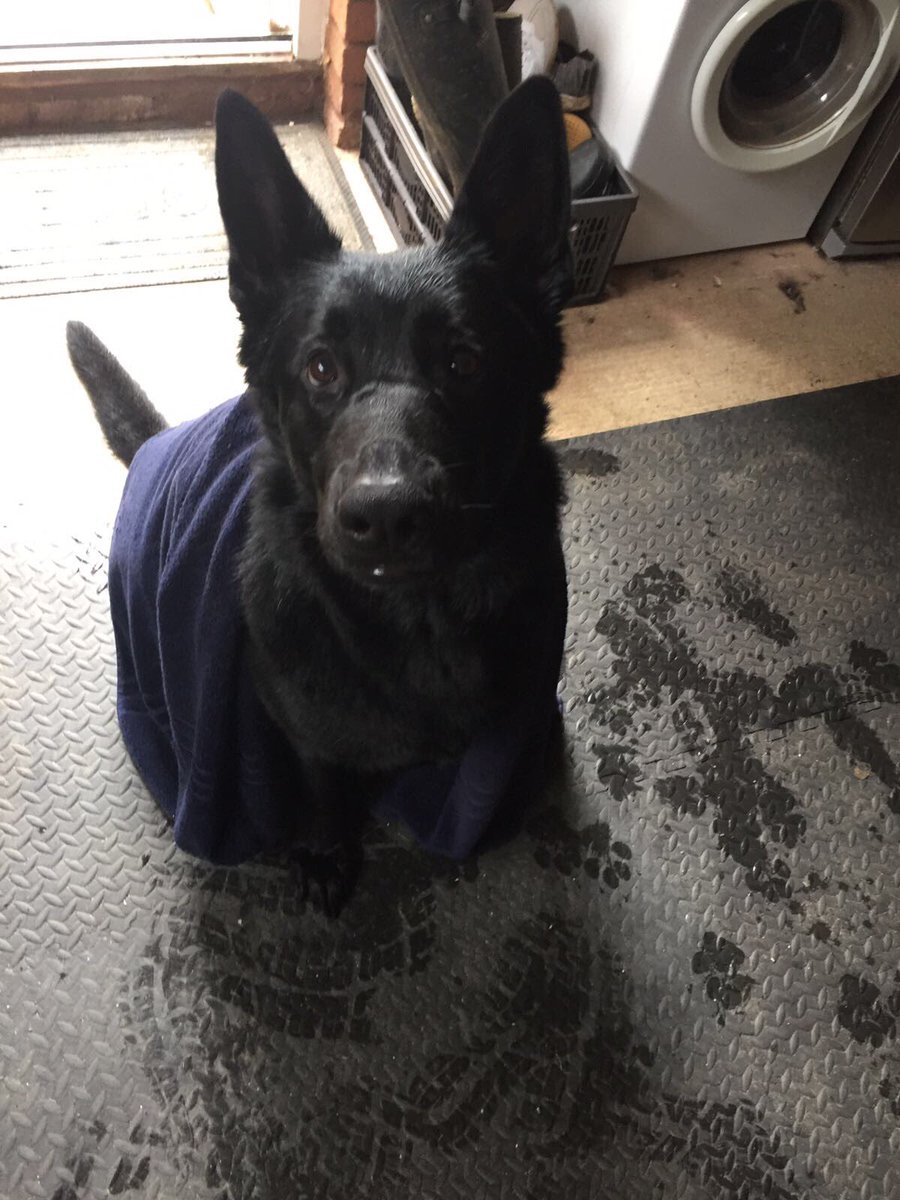 radarPDP's tweet photo. Radar update he is still loving life as a pet 🐾🐾 https://t.co/1bUnqUHwa9