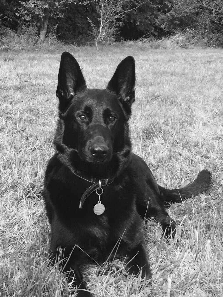 radarPDP's tweet photo. Radar update he is still loving life as a pet 🐾🐾 https://t.co/1bUnqUHwa9