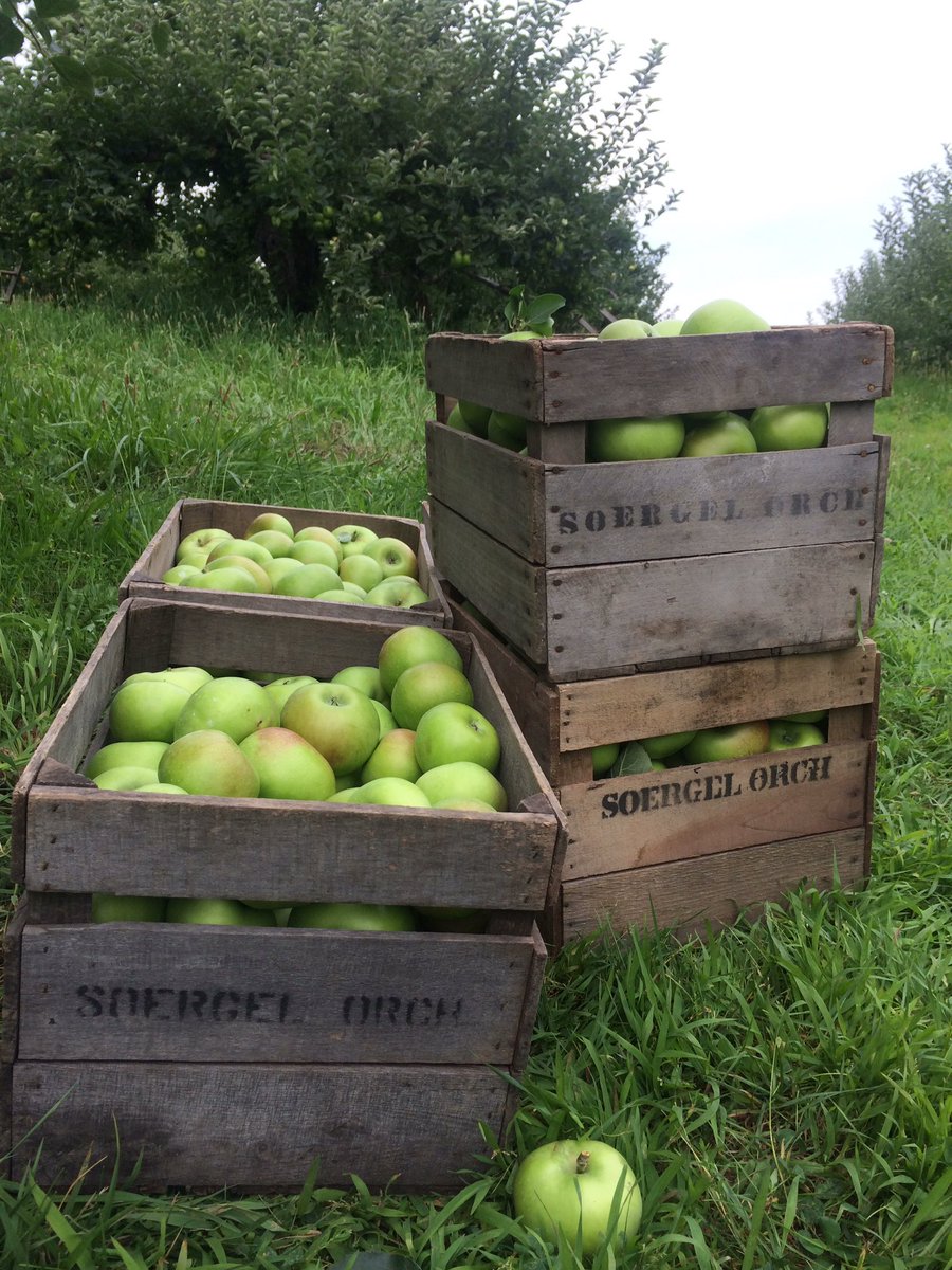 More Rambo apples coming off the trees! Great for making pies, applesauce and cider!