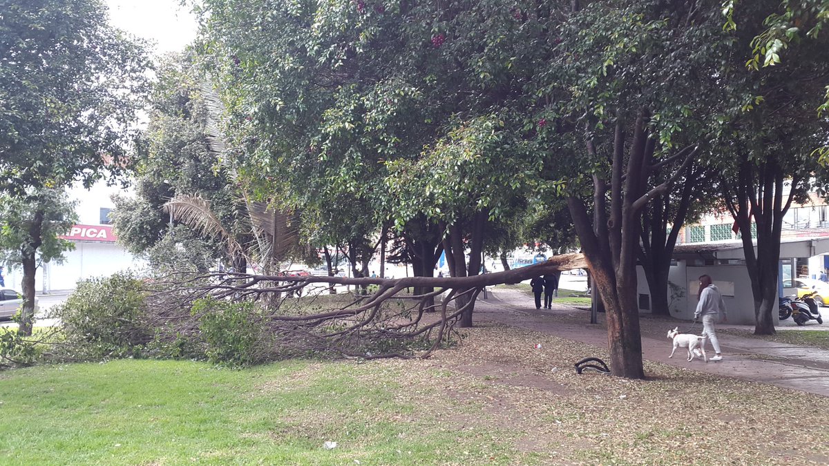 Fenómeno corteza incluida puede  destruir árboles, la arboricultura lo puede resolver Pernos, pasadores anclajes <a href="/ACA_ARBOR/">ACA ARBORICULTURA</a> <a href="/biosierra/">Miguelángel Sierra🇨🇴</a>