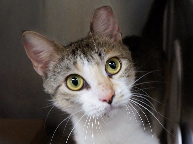 Maree71439592's tweet photo. https://t.co/E0rgRr3AId 
🆘PIXIE🆘
**STILL ALIVE**
Young Beauty was On TBD List B4!!
Adopt/Foster/Pledge/RT!!!!
#SuperUrgent  🆘#NYC #SavePixie https://t.co/t2WA6eJ66I
