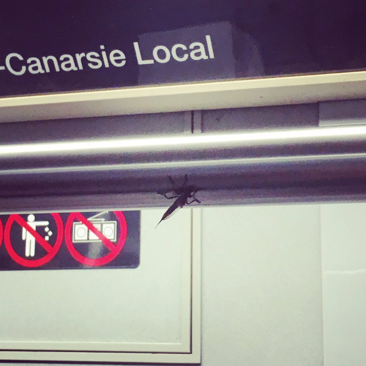 Gai_D_Trainer's tweet photo. Train delays, fare hikes, now MTA wtf is that?! #MTA #Ltrain #thefuckbugisthat #buglover #bughater https://t.co/yzfhmUk0j7