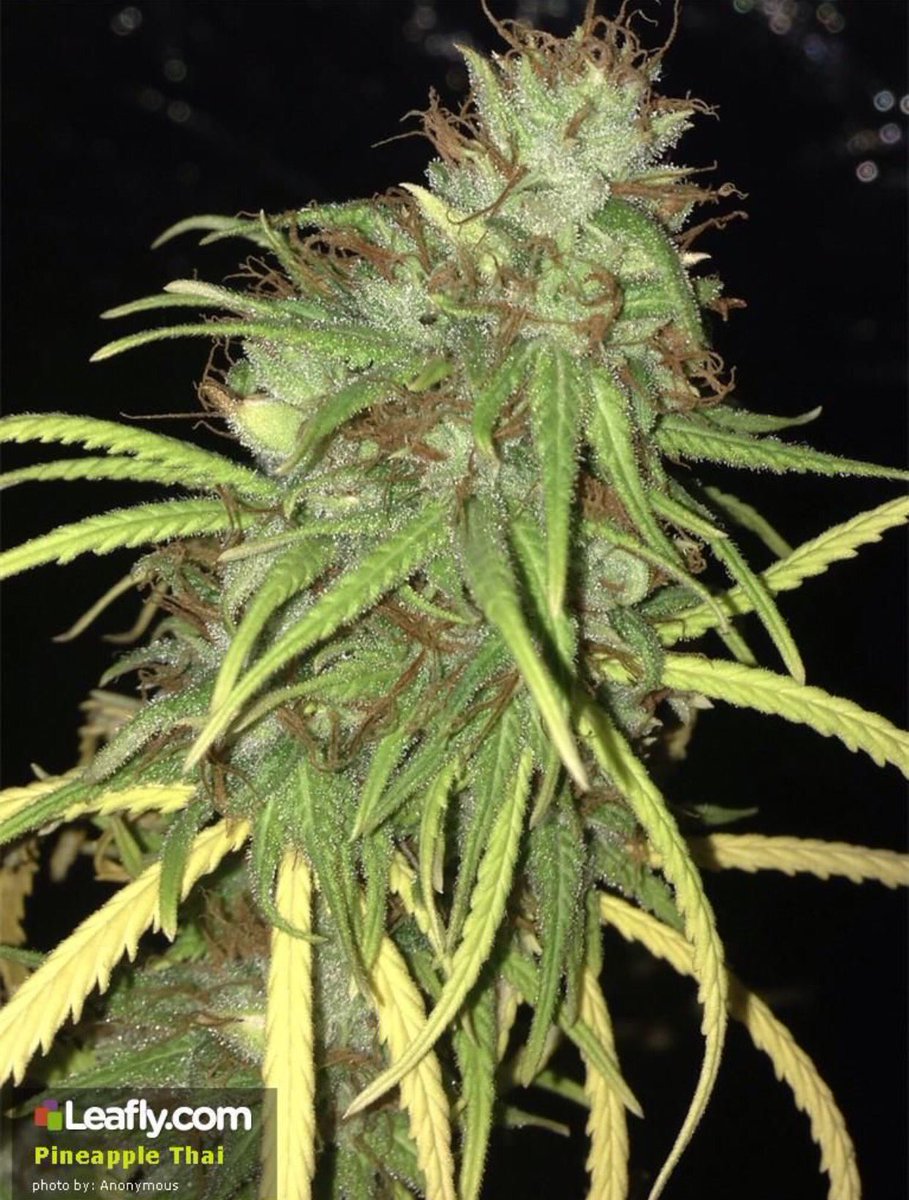 Cannabistronomy's tweet photo. #PineappleThai #Cannabis #Marijuana #CannaSense #Health #Wellness #Cannabinoids #Science #THC #CBD #Flower πΏ
https://t.co/iQGf6dD1K3 https://t.co/3zg2A1b0WE