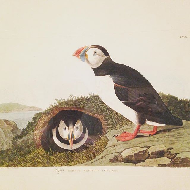 NewfieldsToday's tweet photo. Last weekend to check out #IMAaudubon!
My favorite print in the Audubon exhibit. #JohnJamesAudubon #imamuseum 📷: @mrs.fdg https://t.co/oBu9707D9V